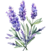 Logo de lavanda